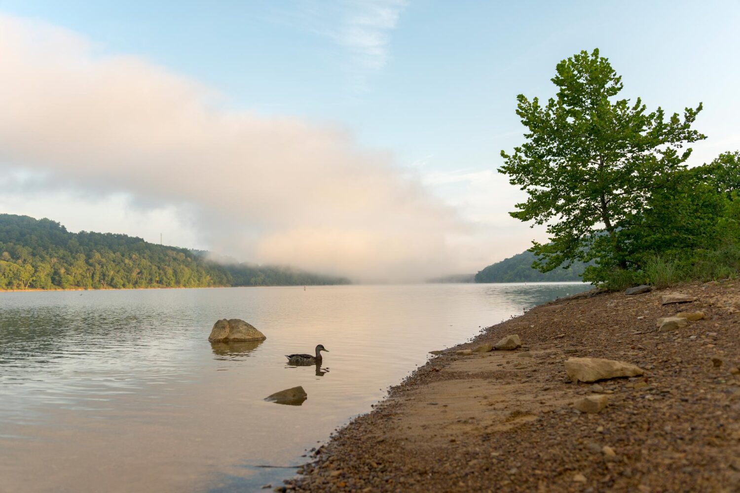 Ultimate summer fishing guide for Tygart Lake - WVDNR