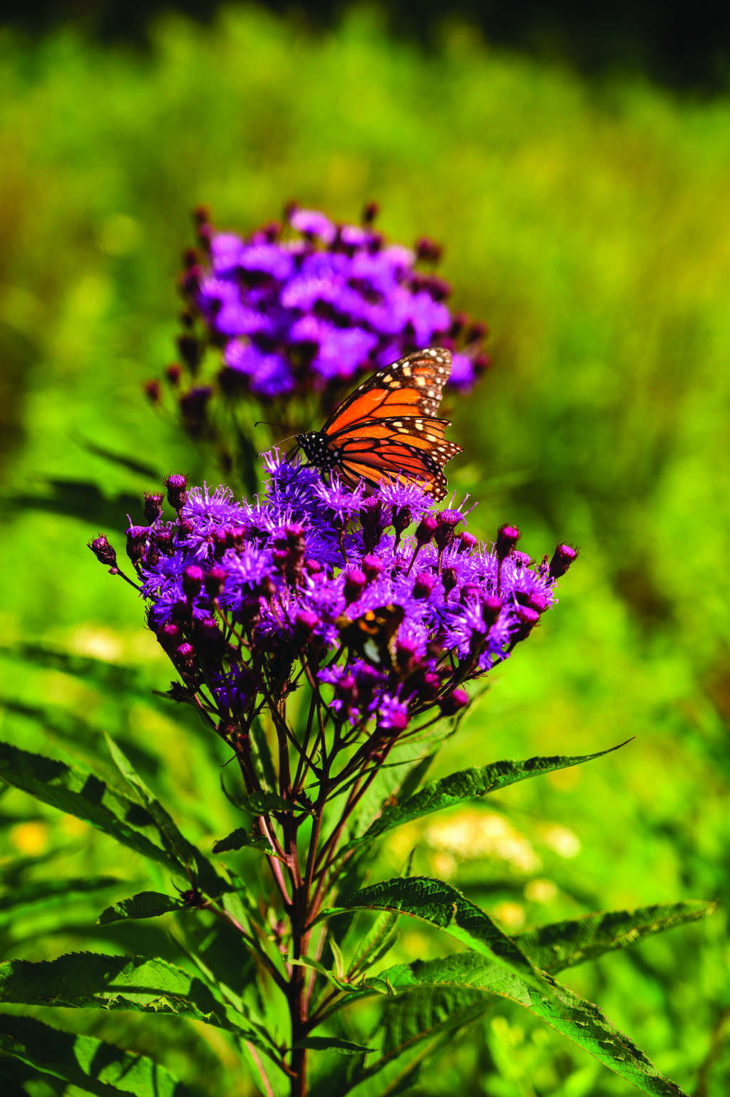 Discover the Beauty and Benefits of West Virginia's Wild Yards Program