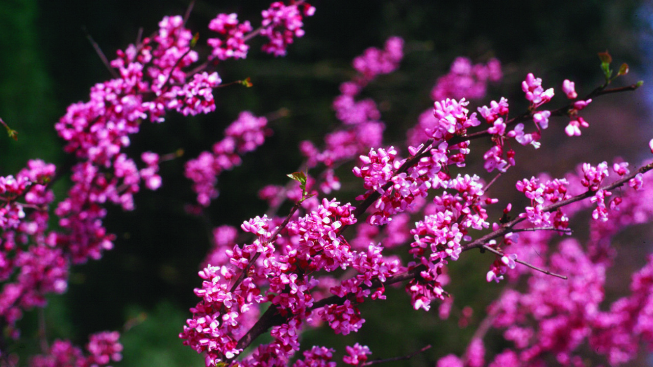 Discover the Beauty and Benefits of West Virginia's Wild Yards Program ...