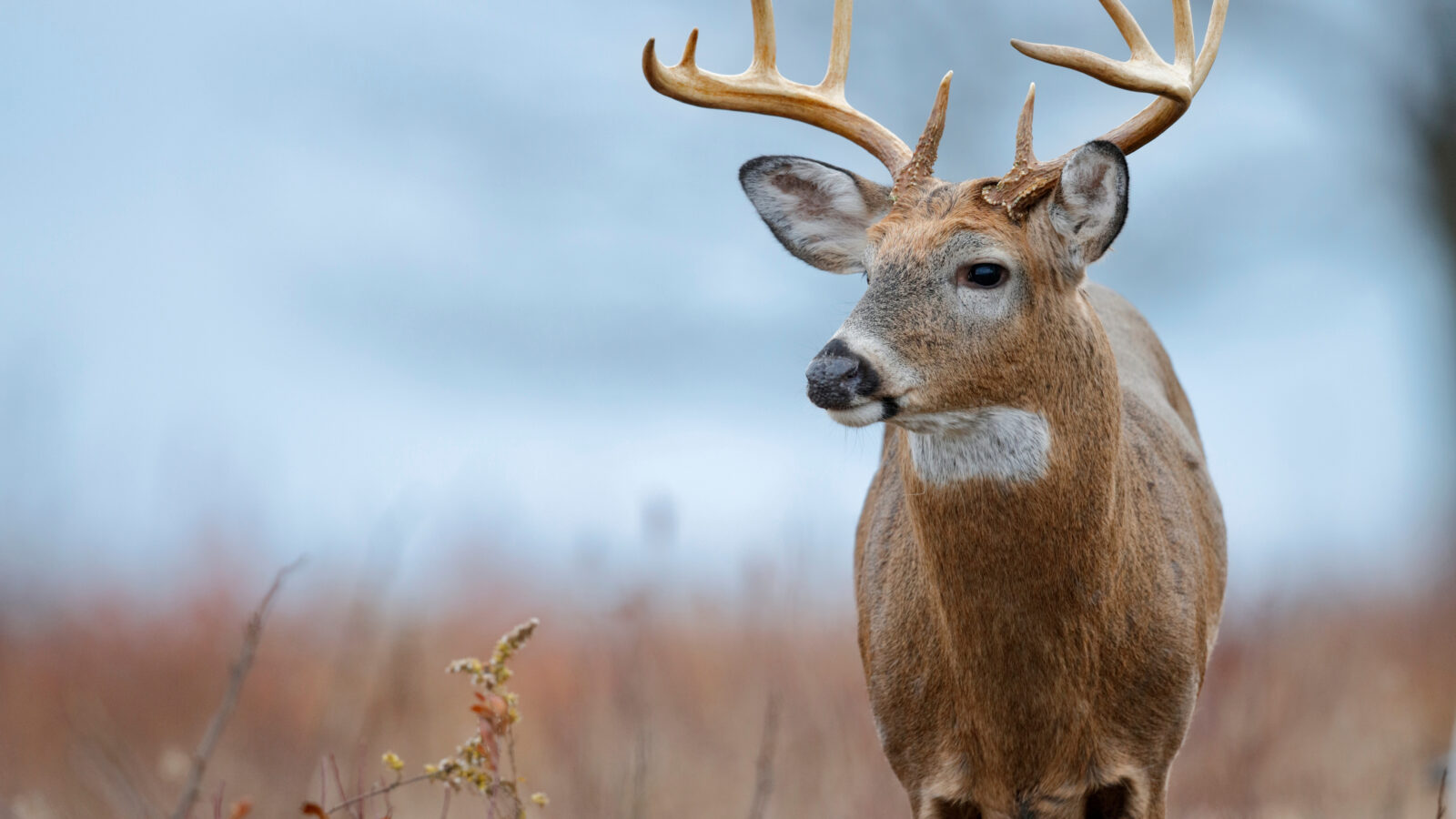 WVDNR releases updated hunting and trapping regulations summary for ...