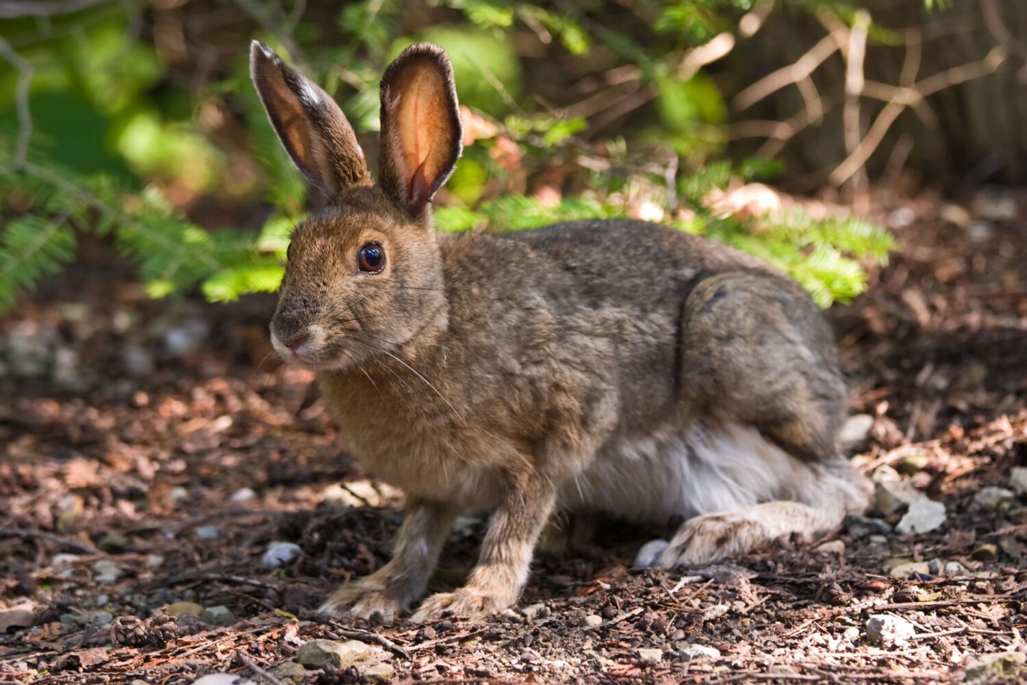 Field Report: Tracking Snowshoe Hares in West Virginia