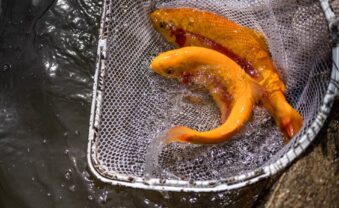 West Virginia Gold Rush 2026 Guide