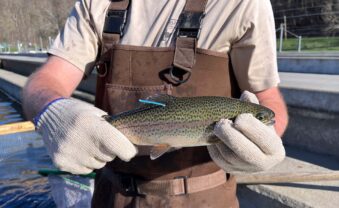 WVDNR Continues Trout Study During Fall Stocking Season
