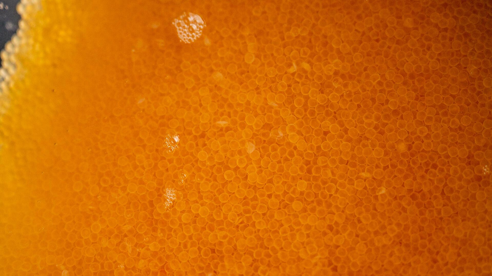 Closeup of fertilized West Virginia musky eggs.