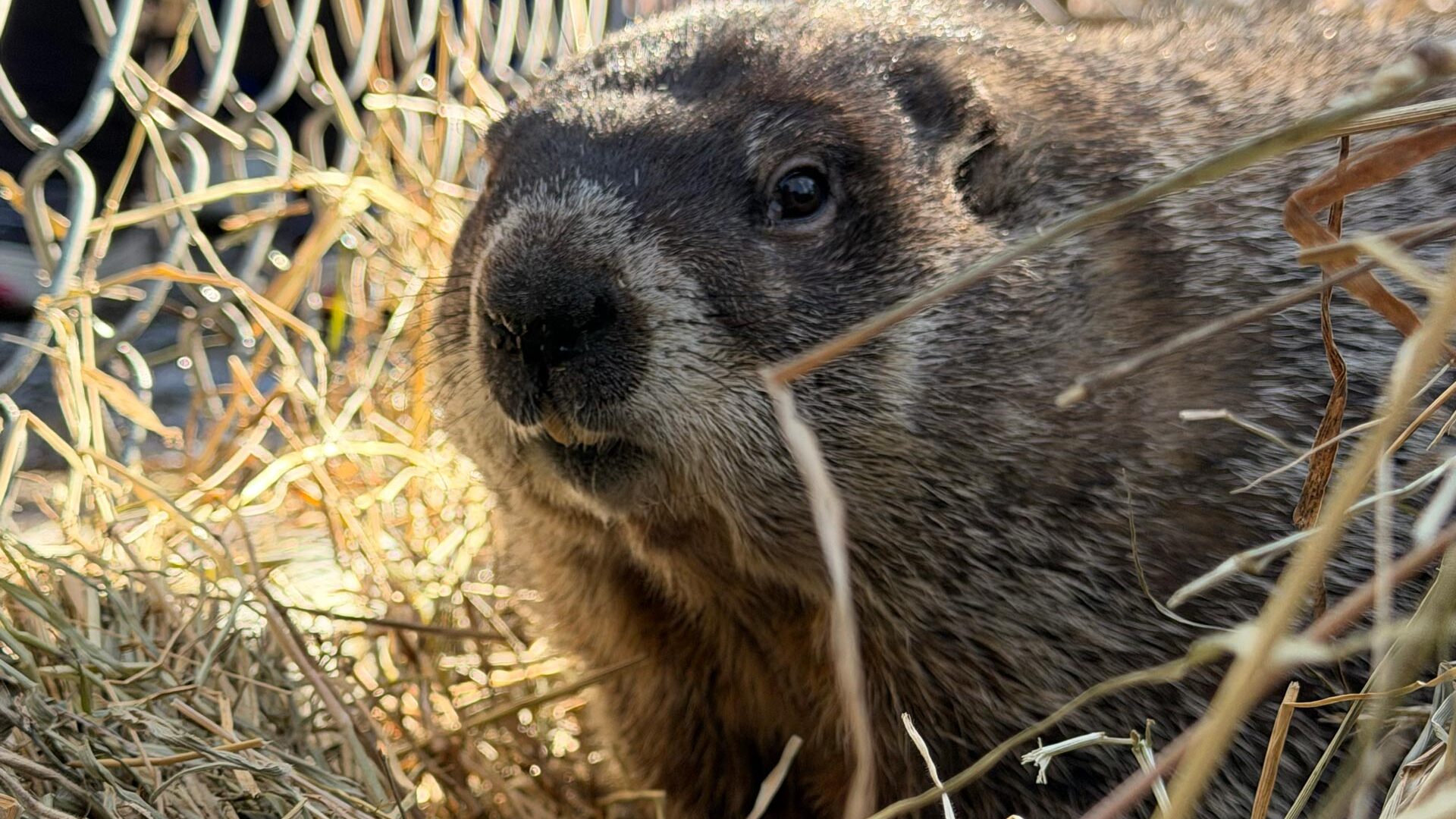 French Creek Freddie, a groundhog at the West Virginia State Wildlife