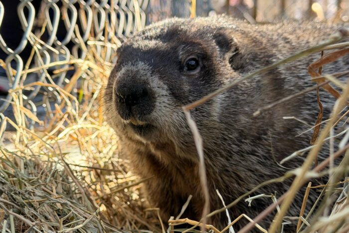 French Creek Freddie, a groundhog at the West Virginia State Wildlife