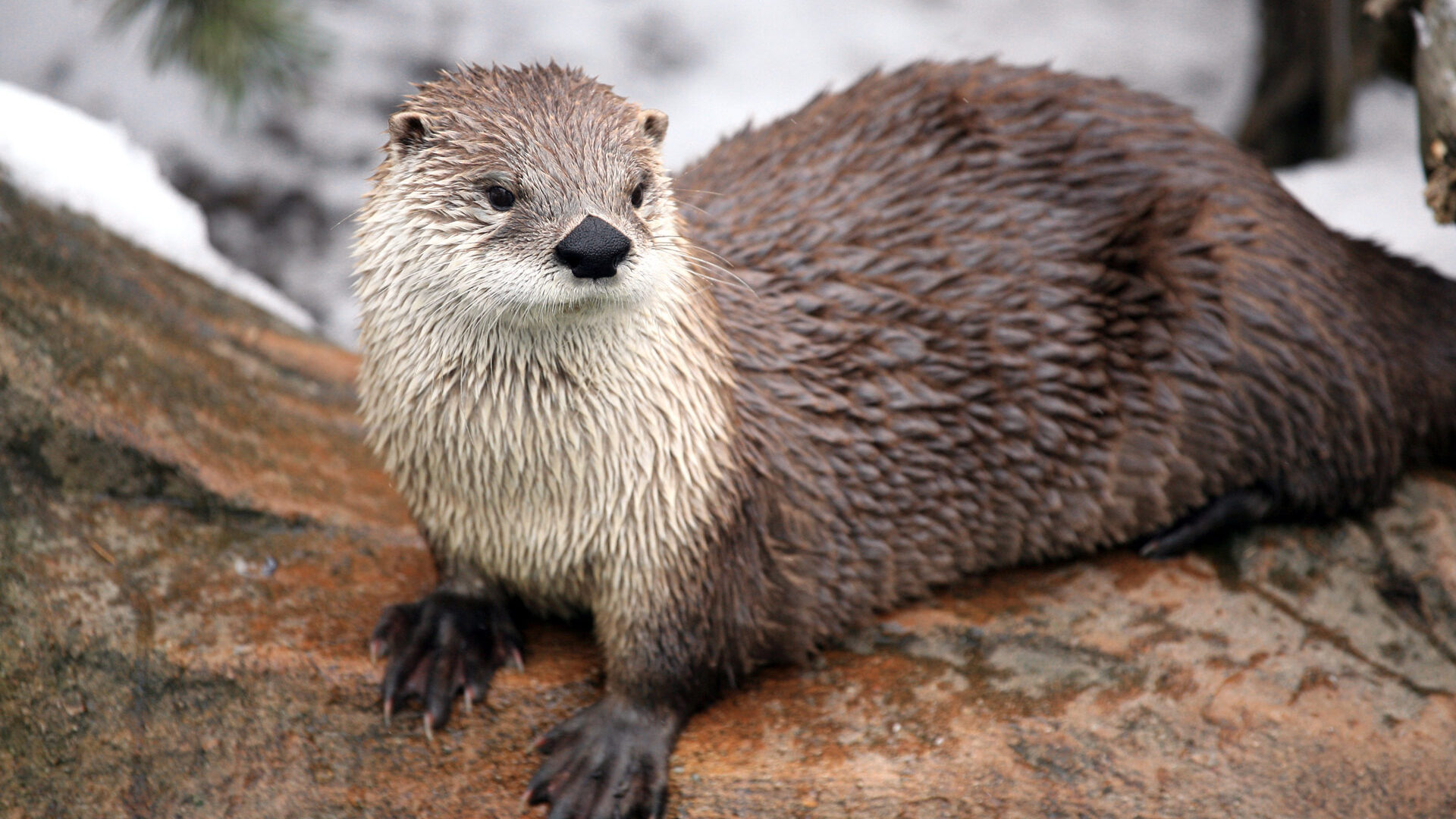 River otter in winter