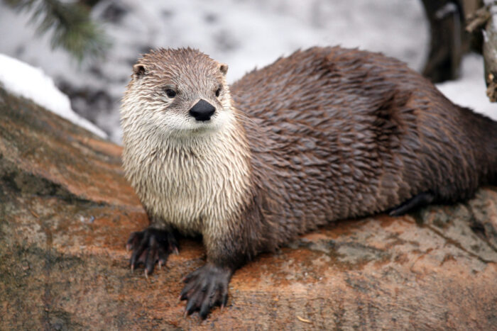 River otter in winter
