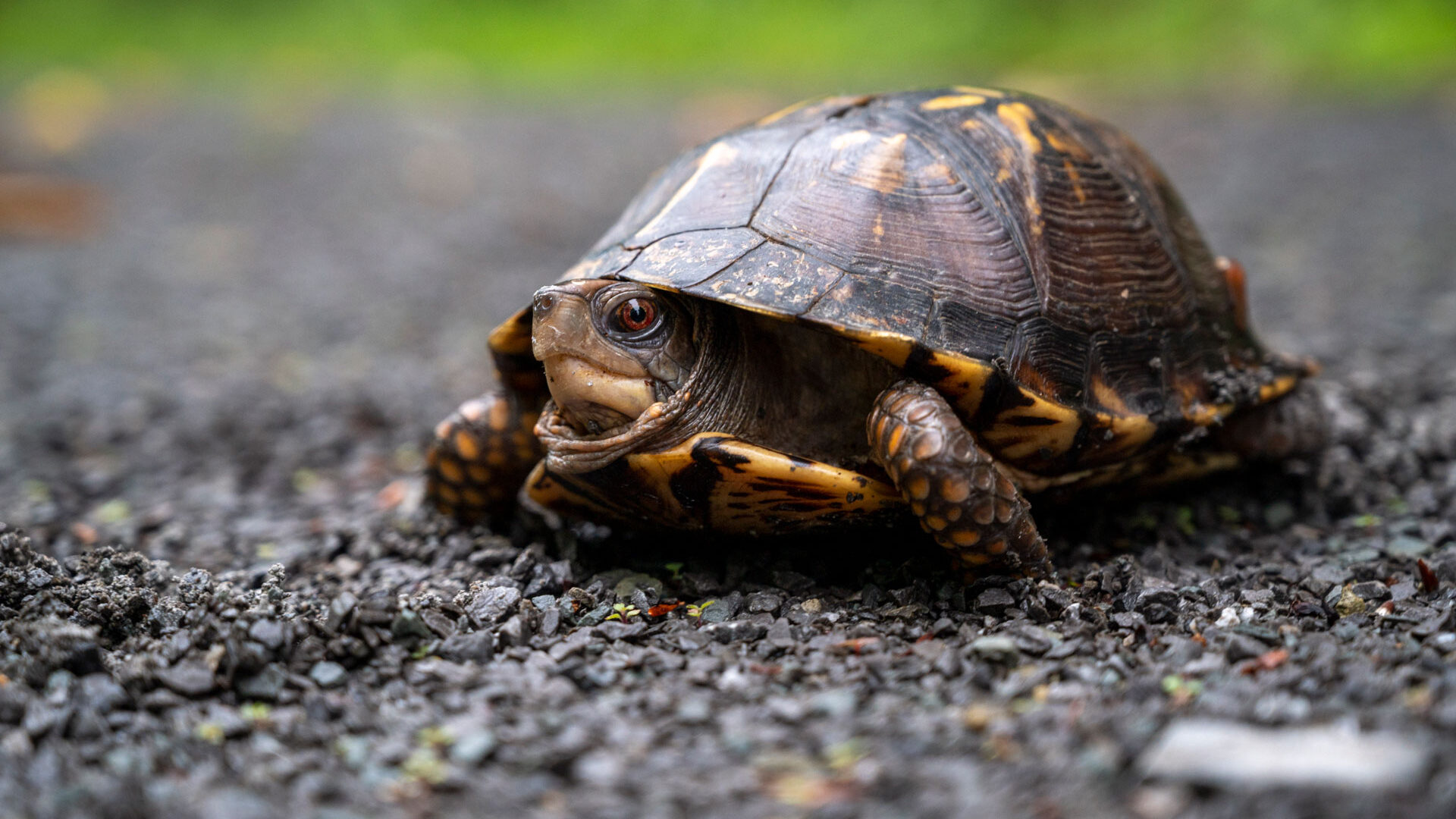 Eastern box turtle peaking its head out of its shell