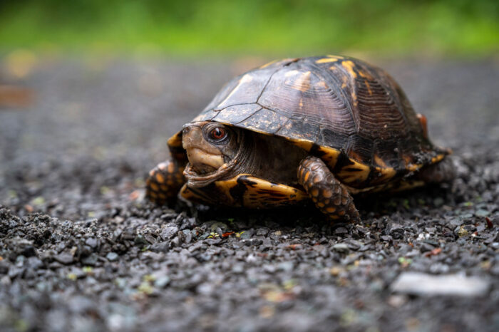 Eastern box turtle peaking its head out of its shell
