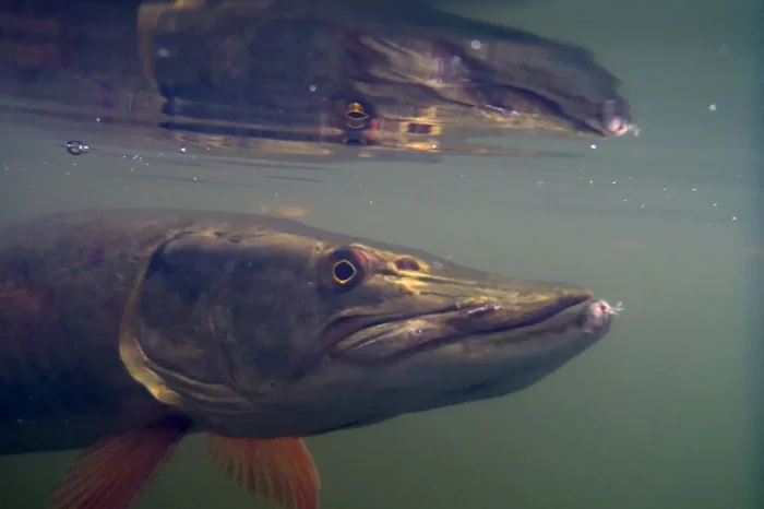 Underwater view of a fish near the surface with lure at its mouth