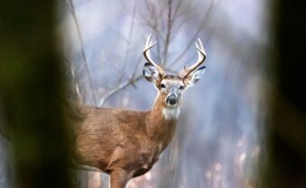 Hunters Harvest 92,553 Deer During 2025-2026 Seasons